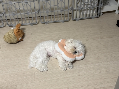 레토 강아지 고양이 넥카라 플라워 방수 초경량 대형견 소형견 LNC-F02 후기 이미지