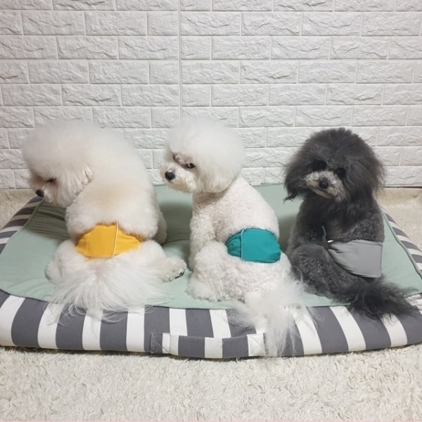 페오펫몰,리치독스 방수 강아지 매너벨트 기저귀 애견용품 [노랑] [최저가]