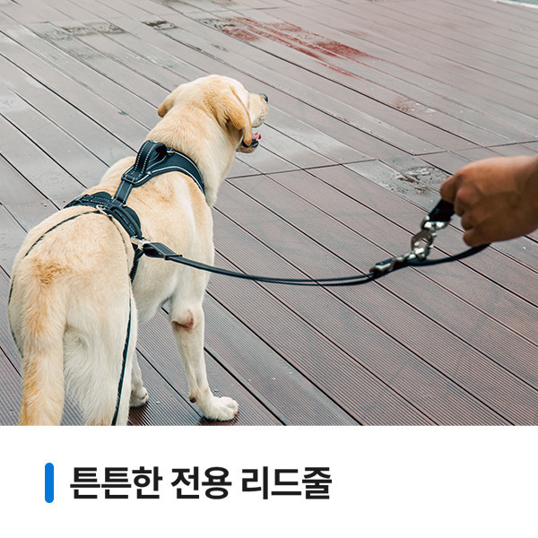 페오펫몰,어텐션리드줄