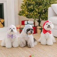 스캠퍼 하프 윈터 햇 3color