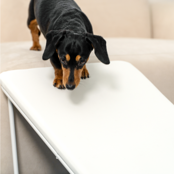 페오펫몰,바크하우스 폴드 슬라이드 스텝 (2가지 색상)