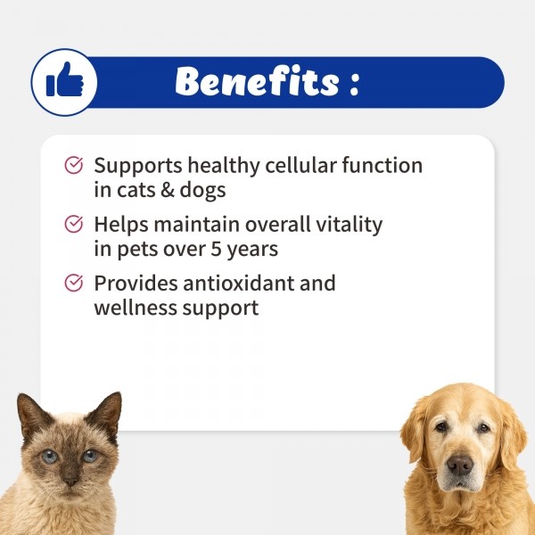 페오펫몰,브랜바인 엔에이디 셀벳 강아지 고양이 텔로미어 NAD  세포 기능 건강수명