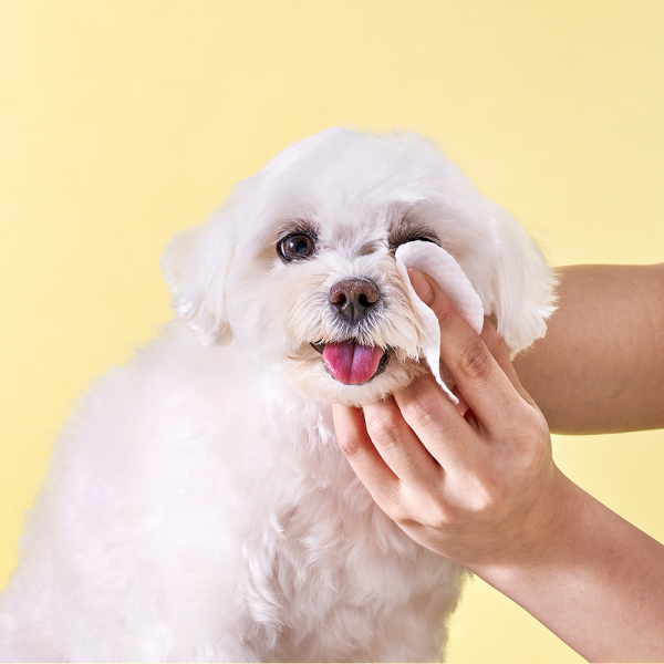 페오펫몰,[허레이][설날특가] 프로 아이+이어케어 패드SET