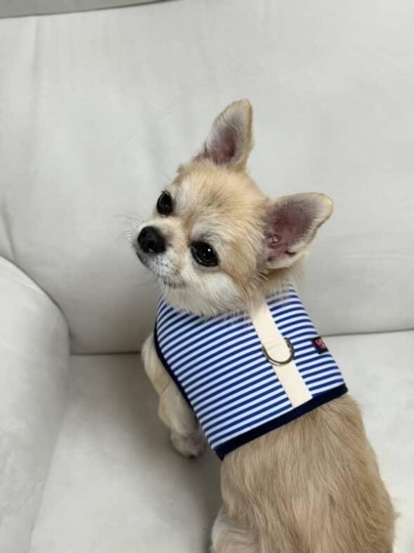 페오펫몰,[스윗테일][설날특가] 핸드메이드 강아지 스트라이프 하네스 M [반려동물]