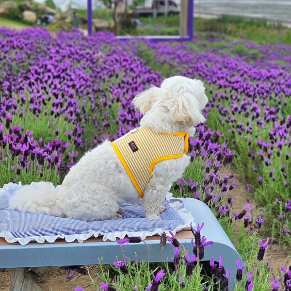 페오펫몰,[스윗테일] [설날특가] 핸드메이드 강아지 스트라이프 하네스 XL [반려동물]