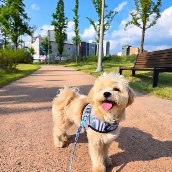 페오펫몰,[스윗테일] [설날특가] 핸드메이드 강아지 스트라이프 하네스 XL [반려동물]