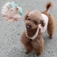 [멤버십 비밀가격][코코아허니] 플라워송송원피스 [최저가]