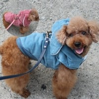 [멤버십 비밀가격][코코아허니] 토끼따수미하네스점퍼 [최저가]