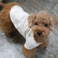 [멤버십 비밀가격][코코아허니] 아기곰면티 [최저가]