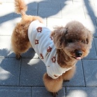 [멤버십 비밀가격][코코아허니] 하이베어티 [최저가]