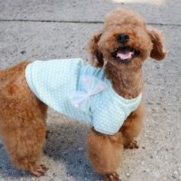 [멤버십 비밀가격][코코아허니] 폼폼이왕리본티 [최저가]