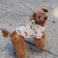 [멤버십 비밀가격][코코아허니] 시바니트 [최저가]