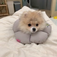 [멤버십 비밀가격][코코아허니] 골지면레이스티 [최저가]