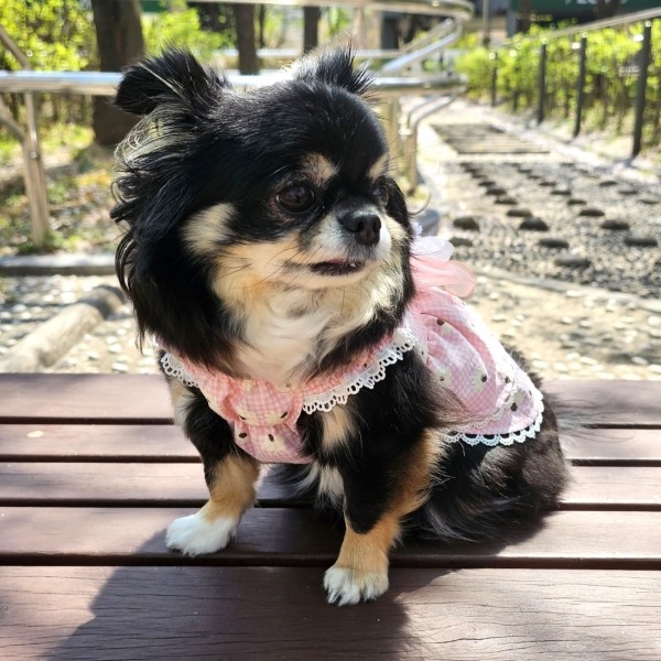 페오펫몰,플로피이얼스[꽃길특가]핑크데이지 엘라스틱 드레스