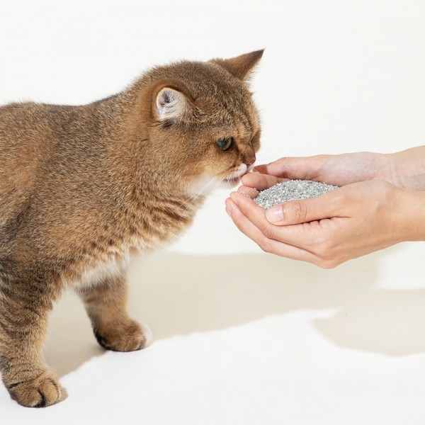 페오펫몰,[보니코] 그린에디션 모래 (벤토+편백+카사바 / 6kg*2개)