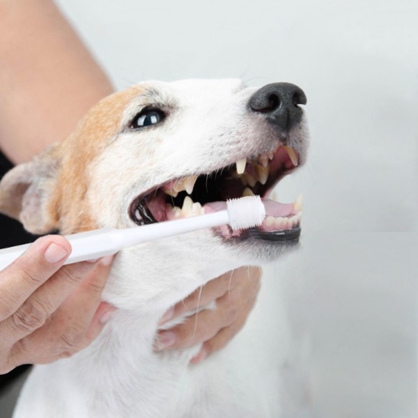 페오펫몰,크레용펫 강아지 고양이 칫솔 양치  입냄새 치석제거 원형 360도