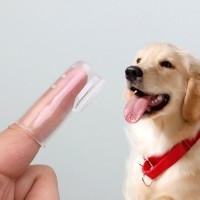 크레용펫 강아지 고양이 실리콘 손가락 칫솔