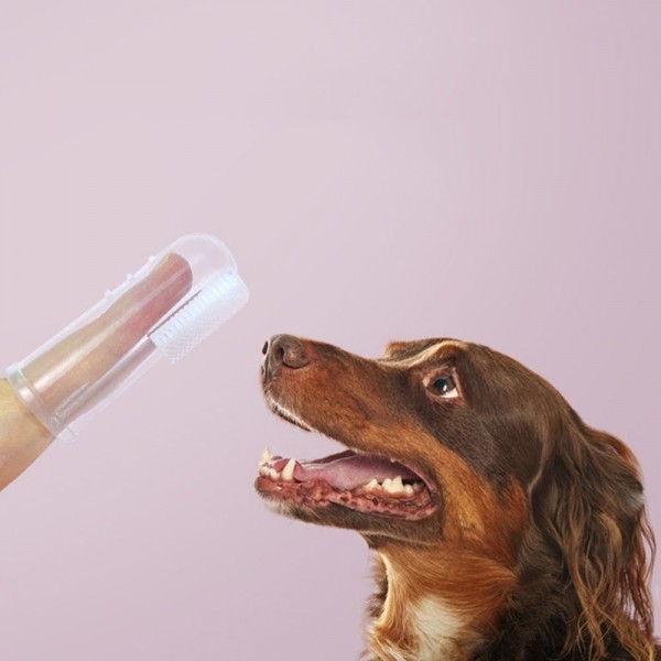 페오펫몰,크레용펫 강아지 고양이 실리콘 손가락 칫솔