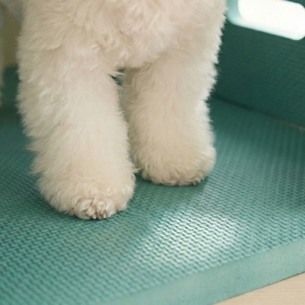 페오펫몰,[설날특가]크레용펫 코지 폼 하우스 대형 강아지 집