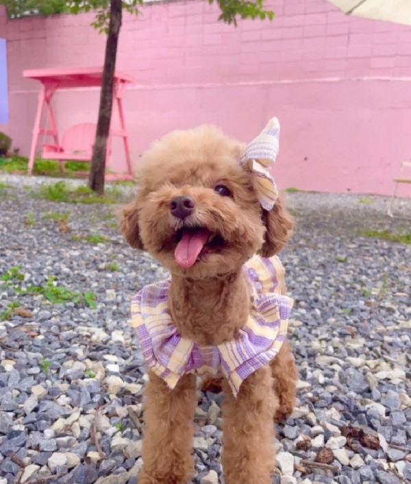 페오펫몰,(찰리셋) 바캉스 체크 스모크 원피스 강아지옷 크롭 나시 여름 애견의류 견주 커플룩