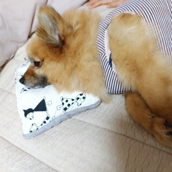 페오펫몰,뽀뇨 쿨드림 베개 [최저가]