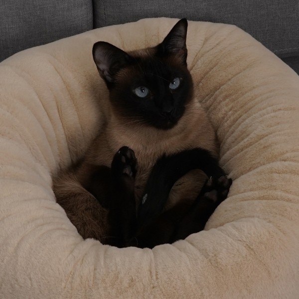 페오펫몰,레드퍼피 툼툼숨 원방석