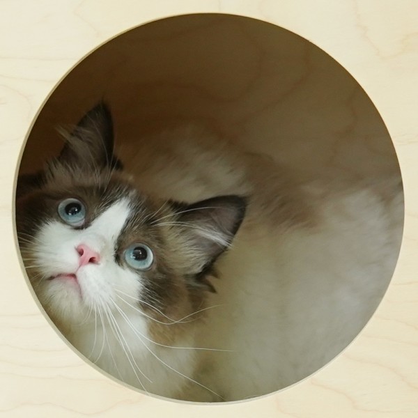 페오펫몰,레드퍼피 모브링 캣타워 고양이하우스 고양이집 캣타워 애견하우스 고양이