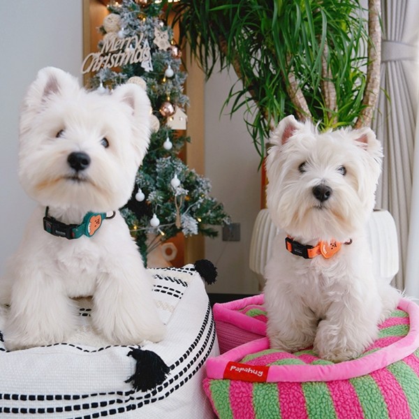 페오펫몰,레드퍼피 콘포목줄세트[리드줄포함] 목줄 강아지산책 리드줄 강아지리드줄 강아지목줄 애견리드줄 애견목줄