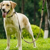 레드퍼피 레이온 탄력리드줄 목줄 강아지산책 리드줄 강아지리드줄 강아지목줄 애견리드줄 애견목줄