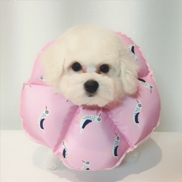 페오펫몰,리치독스 완전방수 강아지 고양이 꽃넥카라 상처보호 목보호대 깔대기 대형견 [최저가]