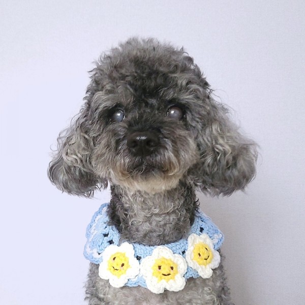 페오펫몰,어거스트제이 봄봄봄 케이프 2종 강아지 고양이 뜨개 목걸이