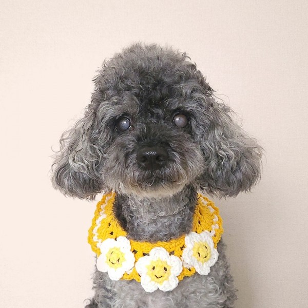 페오펫몰,어거스트제이 봄봄봄 케이프 2종 강아지 고양이 뜨개 목걸이