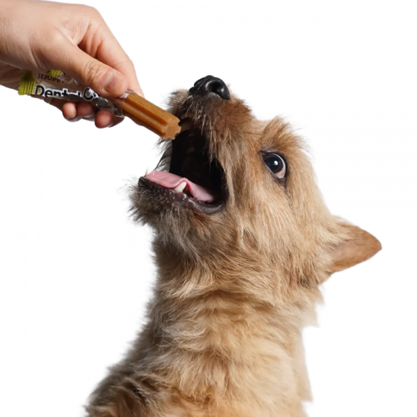 페오펫몰,제주펫 감귤진피 덴탈츄