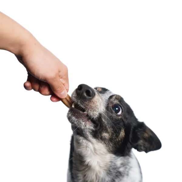 페오펫몰,제주펫 감귤진피 덴탈츄