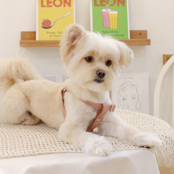 페오펫몰,[댕보양특가] 러닝 메이트 하네스 (가슴줄) 로즈 핑크