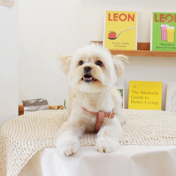 페오펫몰,[댕보양특가] 러닝 메이트 하네스 (가슴줄) 로즈 핑크