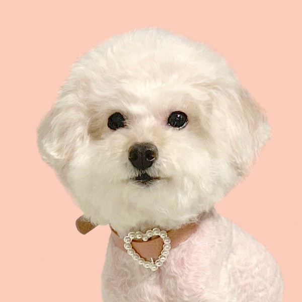 페오펫몰,[댕보양특가] 하트 진주 목줄 로즈 핑크