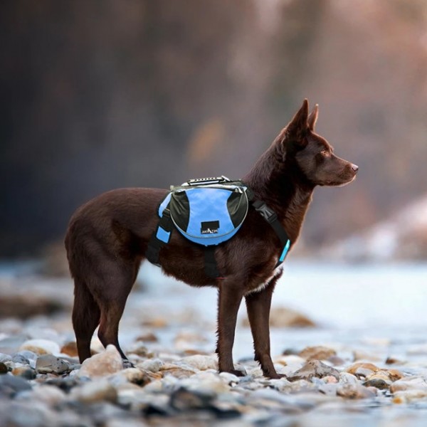 페오펫몰,펫테일 중형견 대형견 배변 간식 가방 주머니 애견 백팩 강아지 하네스 가슴줄