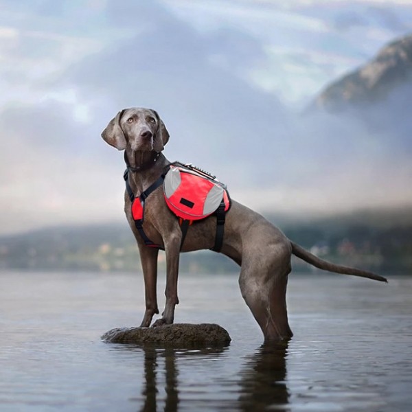 페오펫몰,펫테일 중형견 대형견 배변 간식 가방 주머니 애견 백팩 강아지 하네스 가슴줄