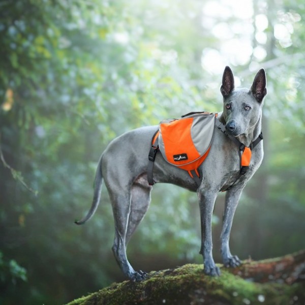 페오펫몰,펫테일 중형견 대형견 배변 간식 가방 주머니 애견 백팩 강아지 하네스 가슴줄
