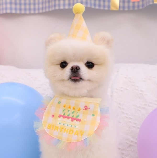 페오펫몰,몽앤치크 트윙클 벌스데이 set(빕+고깔모자)