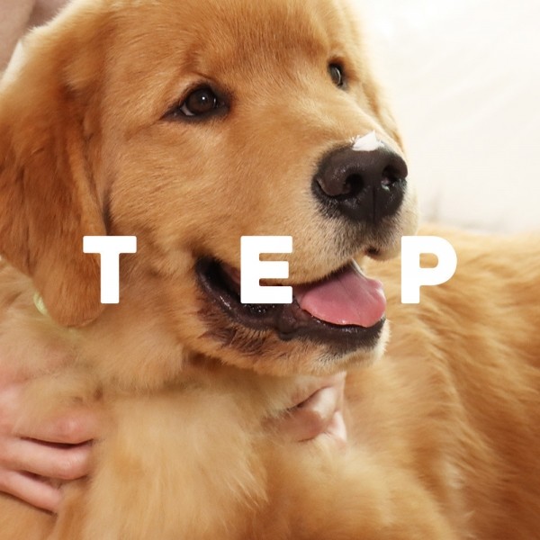 페오펫몰,★[1+1 마지막 이벤트]★ 텝 터칭버터 애견 강아지 반려견 반려동물 펫 가을 겨울 피부 코 발바닥 풋 연고 보습 크림 멀티 밤