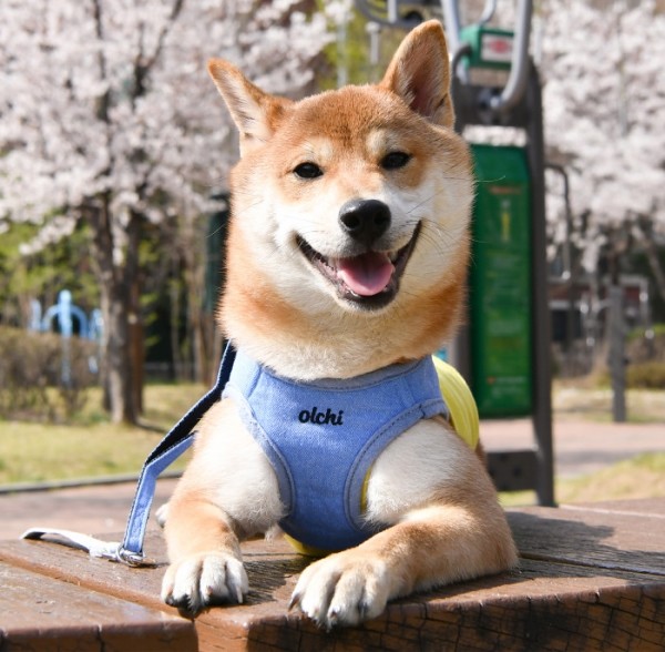 페오펫몰,#초보견주#쉬운길이조정 올치 강아지 산책용 매직 하네스/리드줄