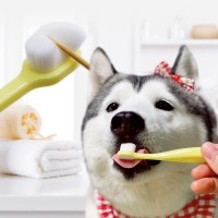 아인솝 잇몸이 약한 강아지용 바른 칫솔 3종