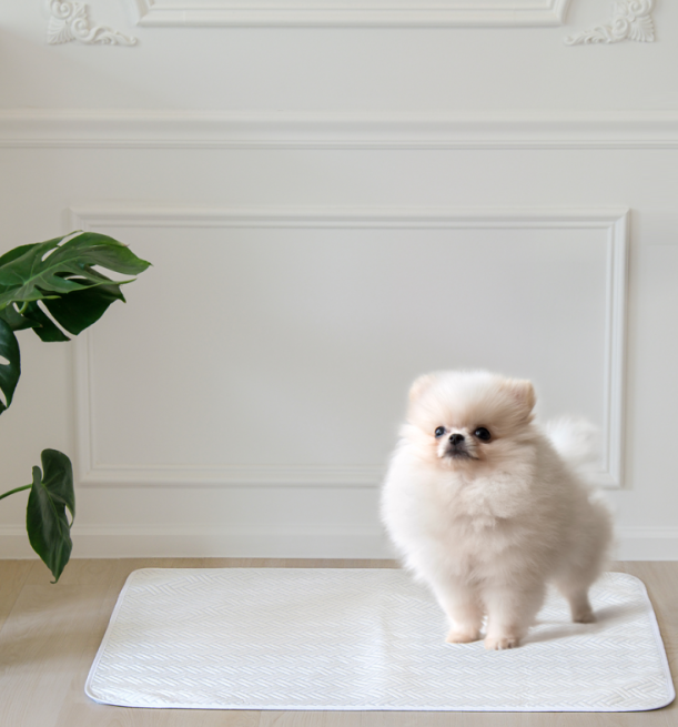 #여름베스트#냉감 콸리 서늘한 강아지쿨매트 강아지냉감매트 애견쿨매트 반려견 쿨방석 쿨시트