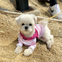예보들 앞섬방지 앞고리 강아지 하네스