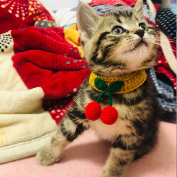 페오펫몰,예보들 고양이방울목걸이 반려묘목걸이 고양이목도리 악세사리 목줄 수제 핸드메이드