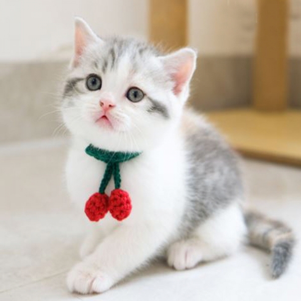 페오펫몰,예보들 고양이방울목걸이 반려묘목걸이 고양이목도리 악세사리 목줄 수제 핸드메이드