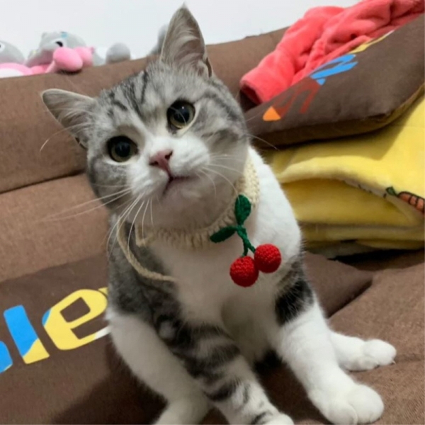 페오펫몰,예보들 고양이방울목걸이 반려묘목걸이 고양이목도리 악세사리 목줄 수제 핸드메이드