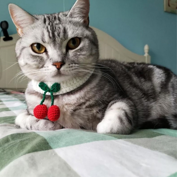 페오펫몰,예보들 고양이방울목걸이 반려묘목걸이 고양이목도리 악세사리 목줄 수제 핸드메이드